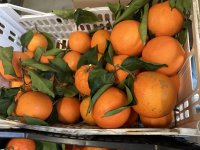 Pomeranče Tarocco 1kg (IMG_6863.jpeg)